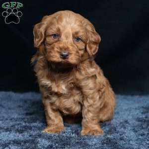 Kennedy, Cavapoo Puppy